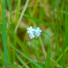 Zdjęcie z Polski - Modry kwiatek