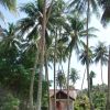 Zdjęcie z Tajlandii - przed naszym domkiem...