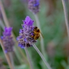 Zdjęcie z Australii - Pszczolka na lawendzie