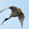 Zdjęcie z Australii - Australijski ibis bialy