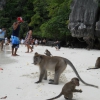Zdjęcie z Tajlandii - Monkey beach-Phi Phi
