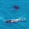 Zdjęcie z Australii - Wieloryby