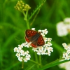 Zdjęcie z Polski - Motylek czerwończyk żarek