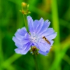 Zdjęcie z Polski - Kwiat cykorii