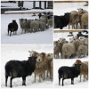 Zdjęcie z Polski - Czarna owca ;p