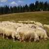 Zdjęcie z Polski - (ł)owce