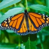 Zdjęcie z Australii - Motyl monarcha