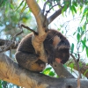 Australia - Morialta - misie koala i wodospady