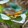 Zdjęcie z Australii - Motylek na jezynowym