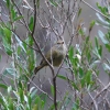 Zdjęcie z Australii - Malenki ptaszek