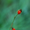 Zdjęcie z Australii - Owoc dzikiej rozy