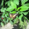 Zdjęcie z Saint-Martin - Saint Martin-Farma motyli