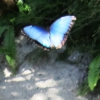Zdjęcie z Saint-Martin - Saint Martin-Farma motyli