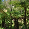 Zdjęcie z Australii - Drzewiaste paprocie