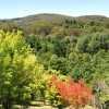 Zdjęcie z Australii - Mt Lofty Gardens