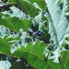 Zdjęcie z Australii - Malenki niebieski ptaszek