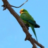 Zdjęcie z Australii - Papuzka barabanda