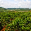 Zdjęcie z Wietnamu - plantacja kawy kolo dalat