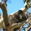 Zdjęcie z Australii - Spioch na eukaliptusie
