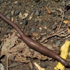 Zdjęcie z Australii - Krotkonoga jaszczurka