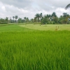 Zdjęcie z Indonezji - Pola ryzowe 