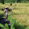Zdjęcie z Indonezji - Balijscy rolnicy