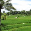 Zdjęcie z Indonezji - Pola ryzowe pomiedzy