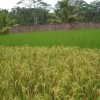 Zdjęcie z Indonezji - Ryz w roznych stadiach