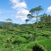 Zdjęcie z Indonezji - Tarasy ryzowe 