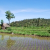 Zdjęcie z Indonezji - Pole ryzowe