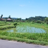 Zdjęcie z Indonezji - Pole ryzowe