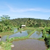 Zdjęcie z Indonezji - Ryz we wczesnej