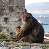 Zdjęcie z Maroka - Gibraltar i jego malpy
