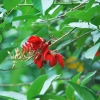 Zdjęcie z Indonezji - Balijskie kwiaty