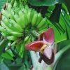 Zdjęcie z Indonezji - Bananowiec
