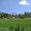 Zdjęcie z Indonezji - Pole ryzowe z wulkanem
