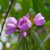 Zdjęcie z Indonezji - Tropikalne kwiaty