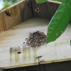 Zdjęcie z Indonezji - Pszczoly broniace ula
