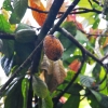 Zdjęcie z Indonezji - Owoc kakaowca