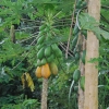 Zdjęcie z Indonezji - Owoce papaya