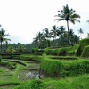 Zdjęcie z Indonezji - Tarasy ryzowe