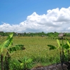 Zdjęcie z Indonezji - Poletka ryzowe 