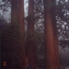 Zdjęcie ze Stanów Zjednoczonych - Park Narodowy Sequoia