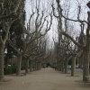 Zdjęcie z Hiszpanii - Drzewa..