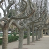 Zdjęcie z Hiszpanii - Drzewa..