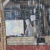 Zdjęcie z Dominikany - deszcz leje....