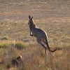 Zdjęcie z Australii - Euro - rudy kangur gorski