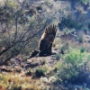 Zdjęcie z Australii - Orzel wedge- tailed eagle