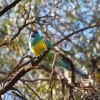 Zdjęcie z Australii - Ringneck Parrot 