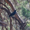 Zdjęcie z Australii - Kruk australian raven